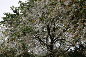 Tinh khôi mùa ban trắng níu chân lữ khách