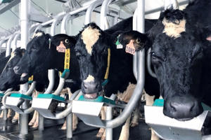 Vinamilk tiên phong sản xuất sữa A2 tại Việt Nam