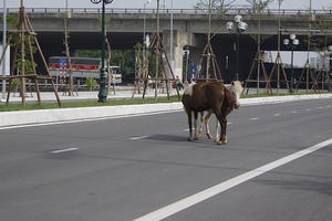 Đường hiện đại bậc nhất phía Nam Thủ đô biến thành nơi chăn ngựa