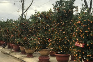 Làng trồng quất cảnh được mùa