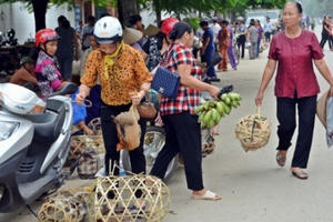 Cùng đồng bào vùng cao đón Tết đặc biệt dành cho... trâu bò