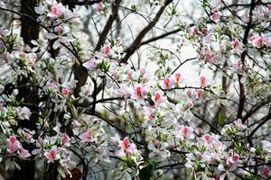 Hà Nội - mùa hoa tháng Ba