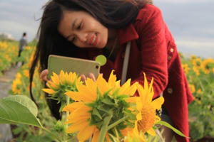 Giới trẻ Đà Thành thích thú với vườn hoa Hướng Dương độc đáo.