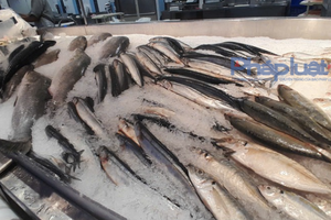 Thị trường chính phục hồi mạnh, xuất khẩu thủy sản tăng tốc cuối năm