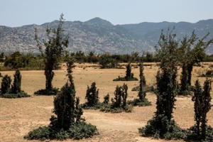 Công viên bonsai nơi vùng "đất chết"