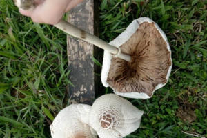 Bình Định: Ba bà cháu hôn mê sau khi ăn nấm lạ