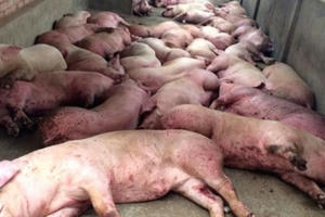 Thêm 1 địa phương ở Việt Nam xuất hiện dịch tả lợn châu Phi