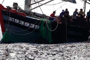 Cận cảnh mẻ cá "khủng" gây "ngợp" của ngư dân Quảng Trị