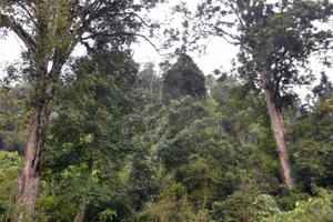 Cách giữ rừng đặc biệt ở Phiêng Luông