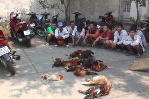 Kiên Giang: Bắt 17 đối tượng đang say sưa sát phạt dưới hình đá gà