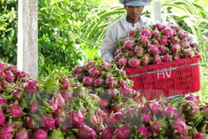 Australia đề xuất cấp giấy phép nhập khẩu quả thanh long từ Việt Nam