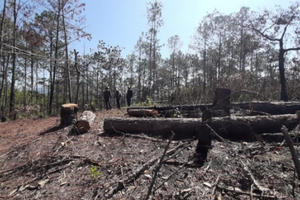 Lâm Đồng: Xử lý trách nhiệm đối với người đứng đầu đơn vị chủ rừng