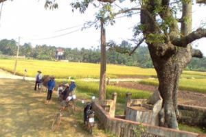 Giải mã chuyện "cây gạo bị ma ám" ở Phú Thọ Giải mã chuyện "cây gạo bị ma ám" ở Phú Thọ