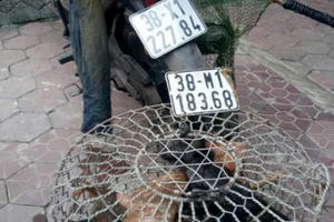 Đang bắt trộm “tiểu hổ” thì bị công an phát hiện