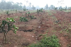 Trang trại liên tục bị phá hoại gia đình nông dân rơi vào cảnh khốn cùng