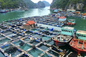 Hải Phòng hỗ trợ hơn 68 tỷ đồng tháo dỡ lồng bè nuôi trồng thuỷ sản ở Cát Bà