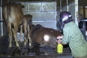 Chặn xe tải chở bò viêm da nổi cục đi tiêu thụ