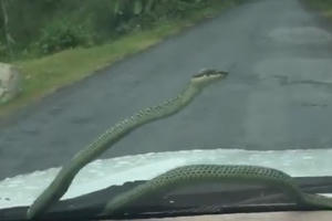 [Clip]: Giật mình với chú rắn "tự nhiên" xuất hiện trên cửa kính trước ô tô khiến tài xế hoảng hồn