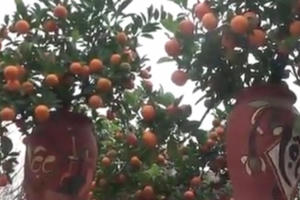 Quất tí hon xuống chợ Tết, giá 4 triệu đồng/cây