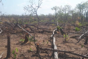 Vụ phá hơn 7,3ha rừng ở Gia Lai: Bắt giữ một đối tượng