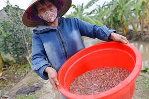Nhớ những ngày cả làng “trẩy hội” vớt rươi