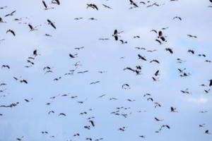 Hơn 1000 cá thể cò nhạn quý hiếm di cư về Vườn quốc gia Lò Gò - Xa Mát