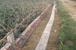 Giám đốc Xí nghiệp dứa Suối Hai có bao che cho sai phạm?