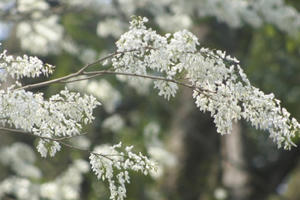 Chùm ảnh: Hà Nội những ngày hoa sưa nở trắng các con phố