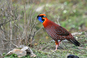 Được tặng, nuôi chơi động vật thuộc danh mục quý hiếm: Coi chừng phạm tội!