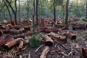 Quy định mới của EU đối với một số sản phẩm liên quan đến phá rừng và suy thoái rừng Quy định mới của EU đối với một số sản phẩm liên quan đến phá rừng và suy thoái rừng