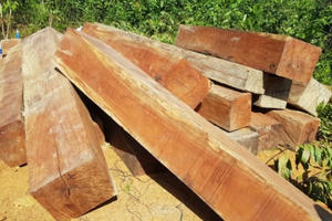 Phát hiện nhiều bãi tập kết gỗ lậu ở Đắk Lắk