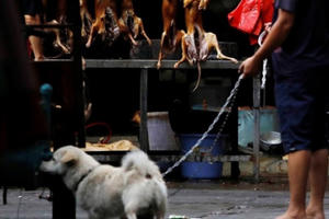 Vì sao Lễ hội thịt chó giữa đại dịch Covid-19 của Trung Quốc bị "ném đá"?