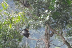 Nỗ lực bảo tồn và phục hồi các hệ sinh thái rừng trong VQG Chư Mom Ray