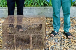 Vườn quốc gia Cát Tiên tiếp nhận cá thể kỳ đà quý hiếm