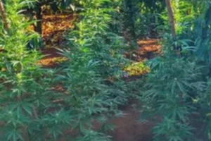 Đắk Lắk: Phát hiện hộ dân trồng hàng trăm cây cần sa trái phép