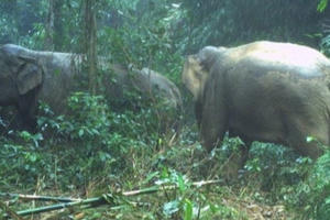 Hà Tĩnh: Xuất hiện hai cá thể voi rừng trưởng thành tại Vườn quốc gia Vũ Quang