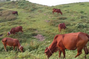 Một người bị chém trọng thương do mâu thuẫn chăn thả bò