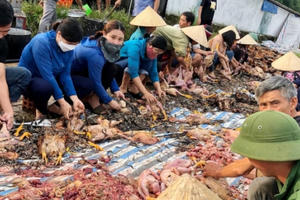 Hà Tĩnh: Hàng trăm người dân "giải cứu" 8.000 con gà chết ngạt