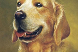 Tuổi xông đất năm 2021 cho gia chủ tuổi Tuất vạ sự hanh thông