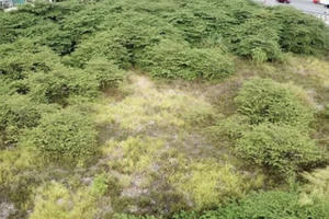 Chủ đầu tư 'bỏ của chạy lấy người' sau nhiều năm không làm xong dự án