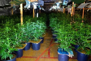 Số phận trẻ em Việt bị ép làm nô lệ trồng cần sa ở Anh