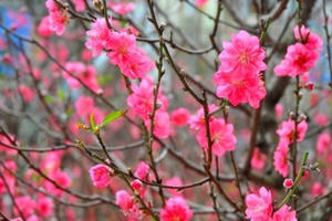 Đào Nhật Tân nở sớm thu hút người dân Hà Nội