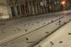 Điềm gở đầu năm: Dân Ý hoảng hốt vì ‘cơn mưa’ xác chim trong đêm giao thừa