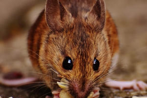 Hai anh em ruột thương vong vì... ăn nhầm bim bim tẩm thuốc chuột