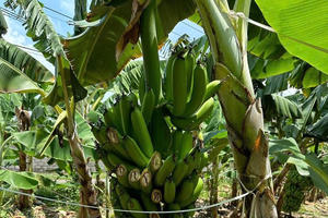 Truy tìm đối tượng phá huỷ vườn chuối của nông dân Đồng Nai