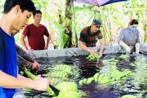 Đồng Nai lễ xuất khẩu chuối tươi