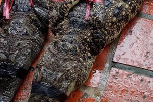 Cà Mau: Thông tin bắt cá sấu 83 kg trên kênh Zero là tin thất thiệt