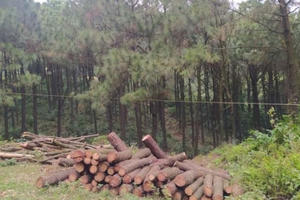 Hà Tĩnh: Tạm giữ nhóm đối tượng chặt hạ cây thông trước cổng chùa