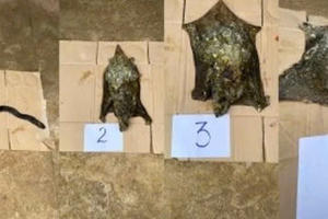 Gia Lai: Khởi tố đối tượng vi phạm quy định về bảo vệ động vật nguy cấp, quý, hiếm