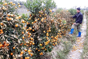 Thanh Hóa: Phá hoại hàng trăm cây quất của hàng xóm, lĩnh 30 tháng tù